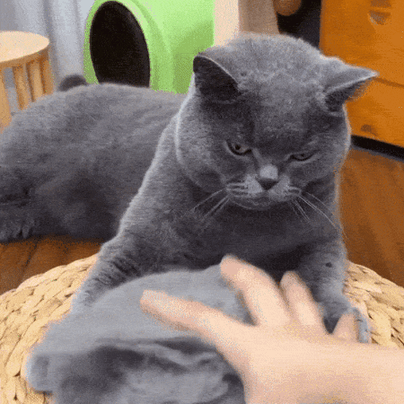 JasMyPurr® Steam Brush