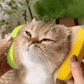 JasMyPurr® Steam Brush